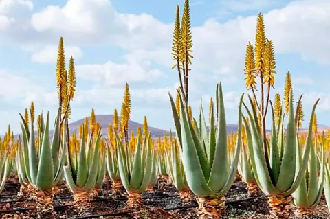 Blühendes Aloe-Vera-Feld mit gelben Blütenständen unter blauem Himmel