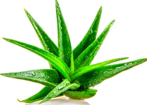 Aloe-Vera-Pflanze mit Wassertropfen auf den Blättern vor weissem Hintergrund